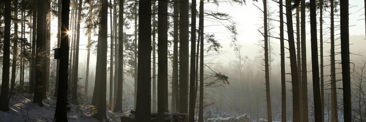 Päivänkakkaroita sinistä taivasta vasten.