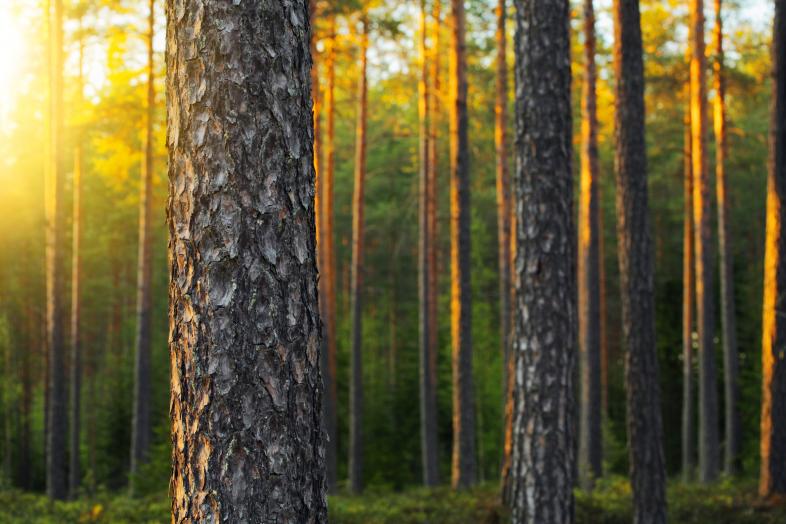 Sunbeams hitting trees.