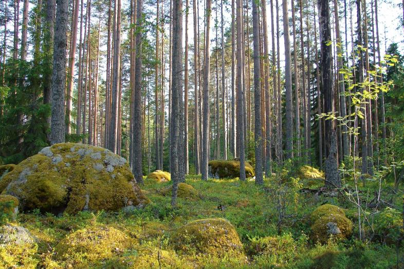 Aurinkoinen metsämaisema.