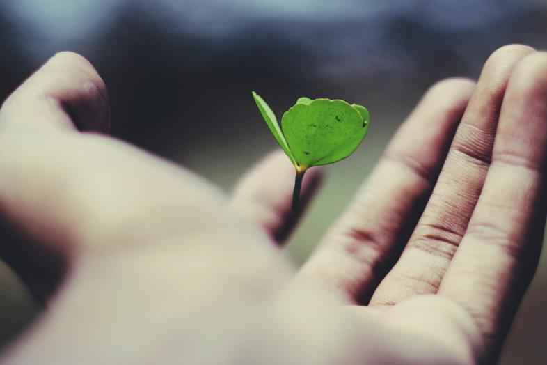 A small plant growing on a hand.