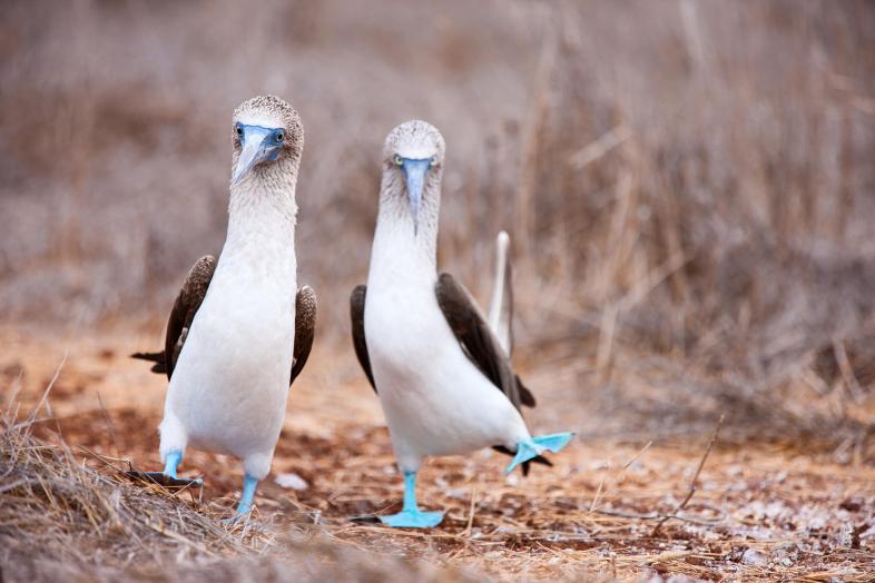 Two white birds walking side by side in dry grass.