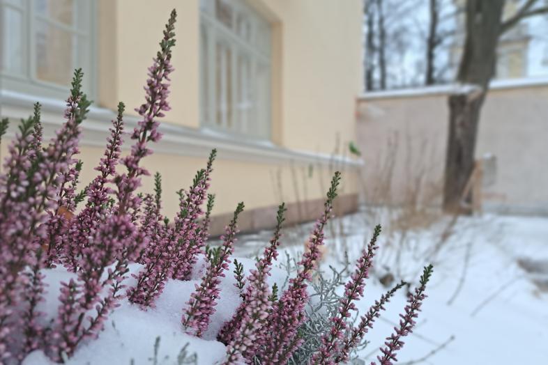 Branches of heather peek through the snow in Topelia's courtyard.