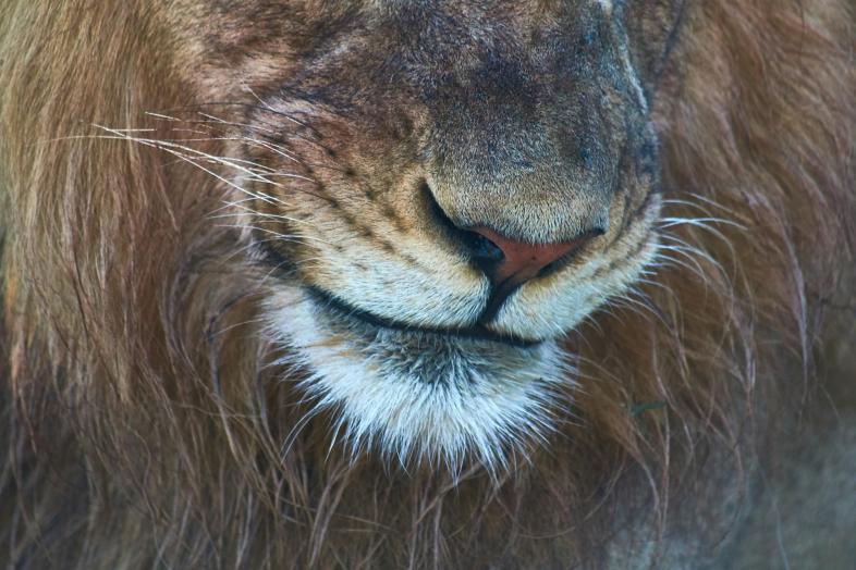 Lähikuva leijonan kasvoista / Close-up of a lion's face