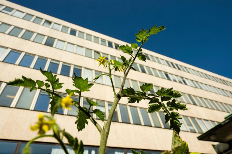 A green plant against blue sky in front of the Porthania building.
