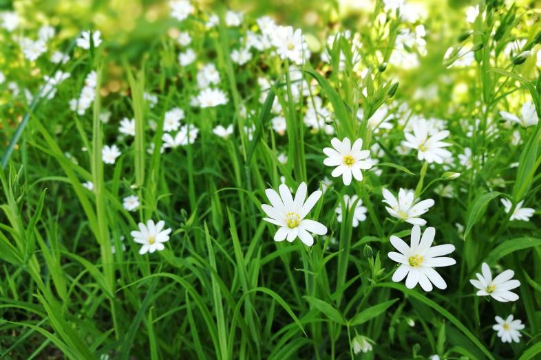 en äng med vita blommor