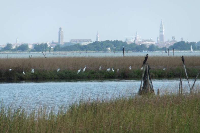 Fotografi av Venedigs lagun