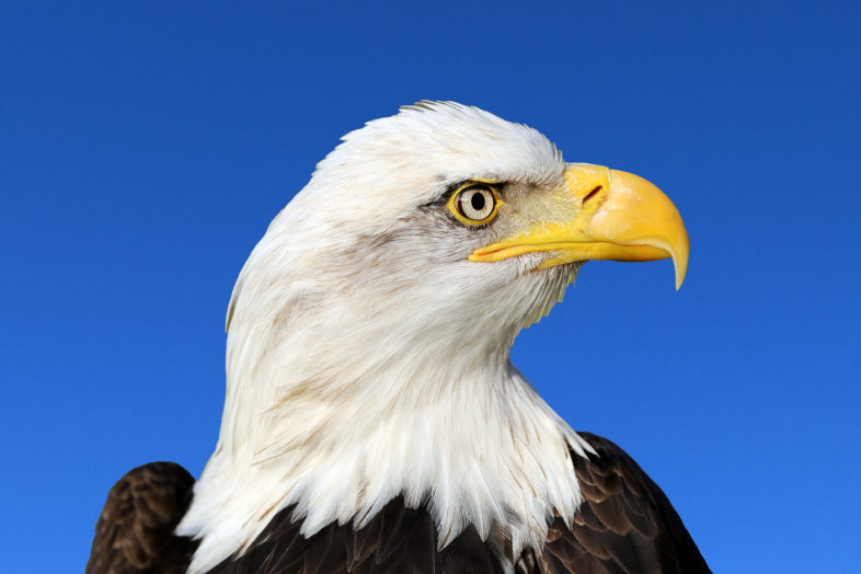 Valkopäämerikotka, taustalla sininen taivas.