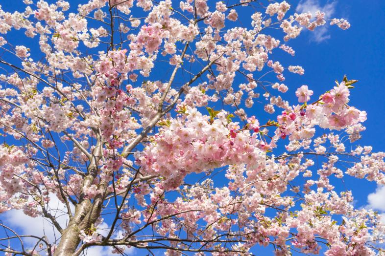 Körsbärsträden blommar