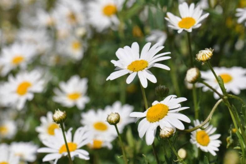 Blommande prästkragar